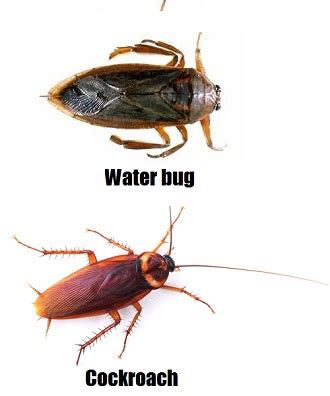 Water bugs vs Cockroaches – what’s the difference? – find out the facts