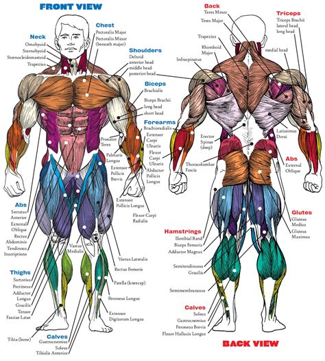 Female Human Body Anatomy Diagram Of Muscles