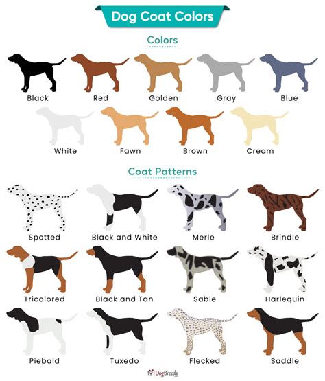 Dog Coat Colors With Pictures | 101DogBreeds.com