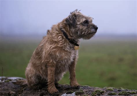 Affen Border Terrier: carattere e prezzo - The Pet Life