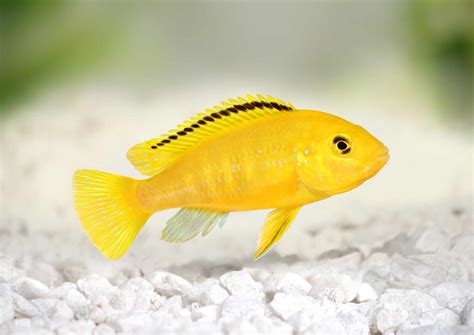 Yellow Lab Cichlid (Labidochromis Caeruleus): Care Guide - Fish Laboratory