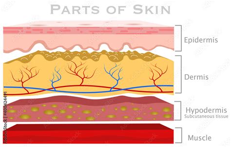 Skin parts, diagram. Glabrous human skin layers. Anatomy parts dermis ...