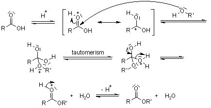 Esterification Mechanism