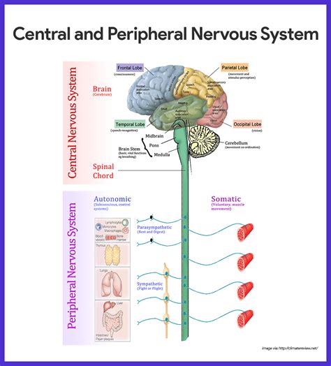 Nervous system structure – Artofit