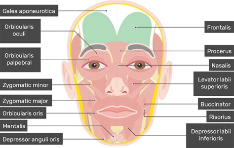 Frontalis Muscle - Attachments, Actions & Innervation | GetBodySmart