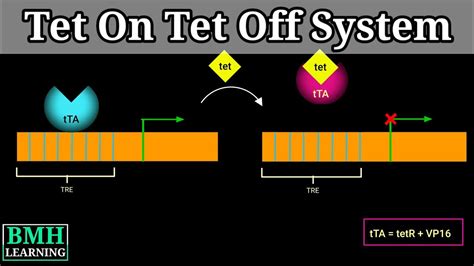 Tet On-Tet Off System | - YouTube