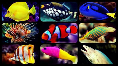 TYPES OF SALTWATER AQUARIUM FISH | CORAL REEF TANK FISH | SHARKS ...