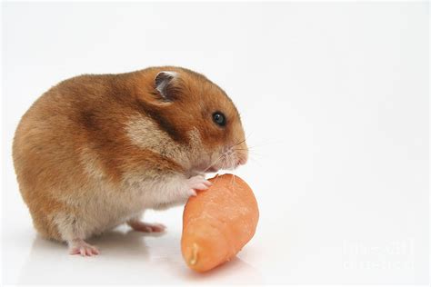 Hamster Eating A Carrot Photograph by Yedidya yos mizrachi - Fine Art ...