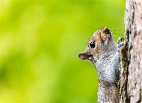 How Do Squirrels Climb Trees? - PetHelpful