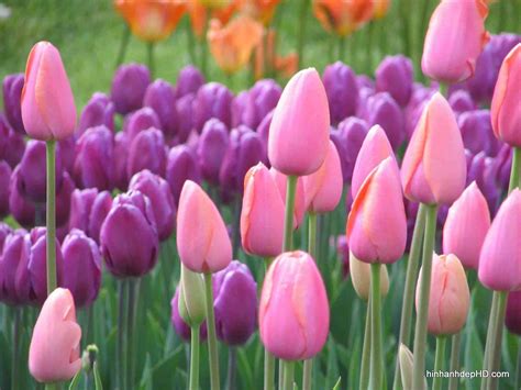 Hình nền Hoa Tulip đẹp với những cánh đồng đầy màu sắc - Hình Ảnh Đẹp HD