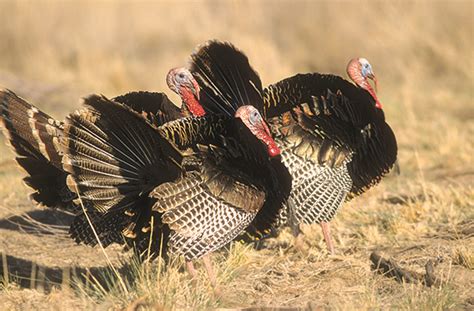 2023-2024 Turkey Hunting Forecast - New Mexico Wildlife magazine