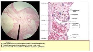 Histology of pharynx & larynx | PPT