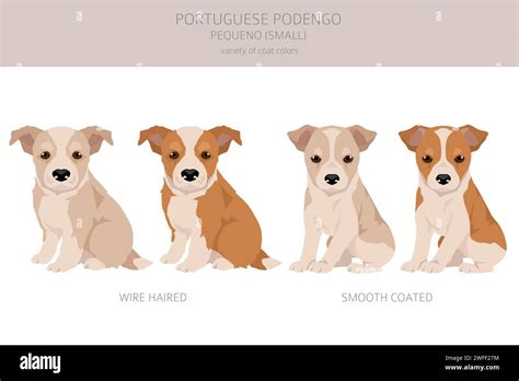 Portuguese Podengo Pequeno puppy clipart. Different poses, coat colors ...