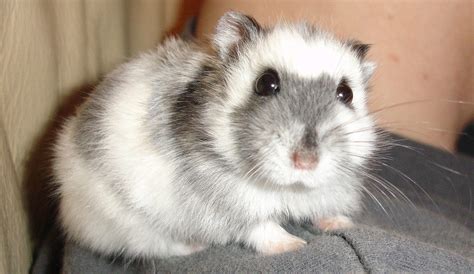 Russian Dwarf Hamster | cdrussorusso | Flickr