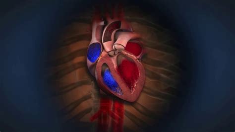 Beating Heart Animation for Boston Scientific - YouTube