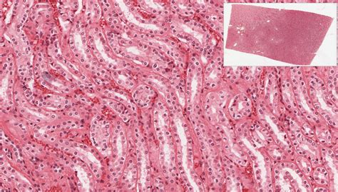 Epithelial Tissue | histology