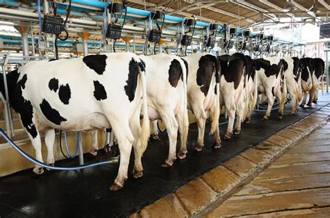 From Grass to Glass: How to Boost Cow Milk Production - Star Blends