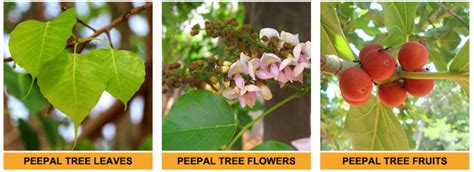 Health Benefits & Medicinal Uses of Peepal (Ficus Religiosa) - Moolihai