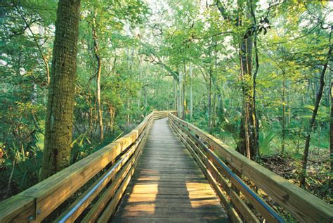 Hike a trail in the Apalachicola National Forest | Apalachicola ...