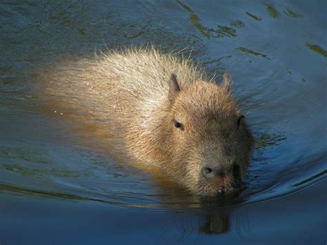 Capybara swimming