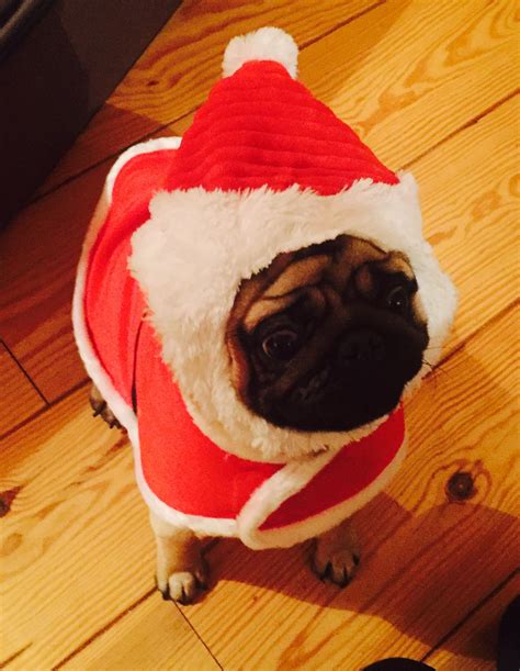 Pug in Santa Outfit looking cute for Christmas! | Pugs, Pug pictures ...