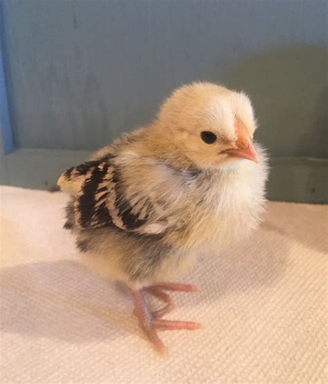 Silver Spangled Hamburg Chicken - Chicks for Sale | Cackle Hatchery