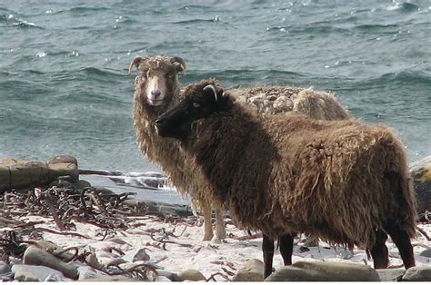 North Ronaldsay Sheep, Rare and Hardy | Handwoven