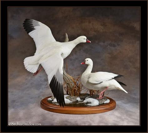 Ross Goose Mounts by Birdman Studios – Birdman Studios