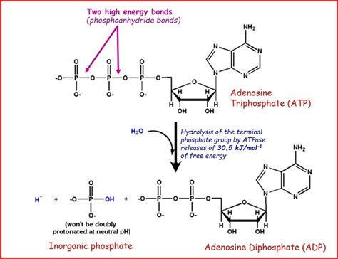 ATP structure + function