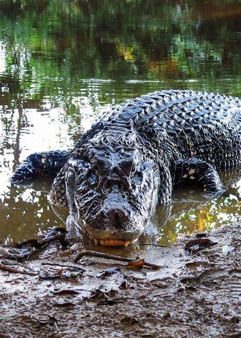 9 Black Caiman Facts: Giant of Ecuador’s Amazon (Melanosuchus Niger ...