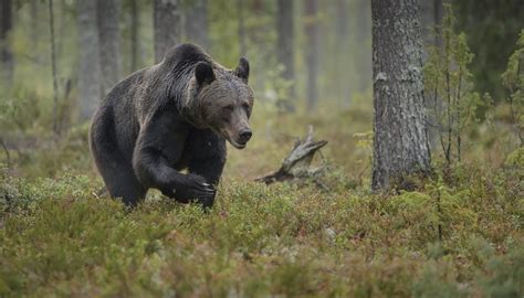 Plants & Animals in the Taiga Biome | Sciencing