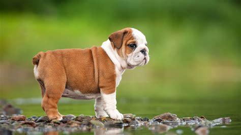 Adorable: English Bulldog puppy conquers the stairs - ABC13 Houston