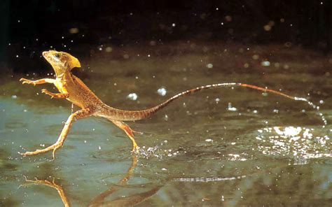 How Does the Basilisk Lizard Run on Water? | Wonderopolis