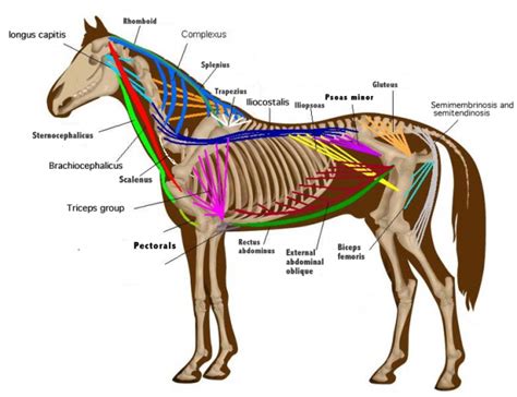 equine endocrine system disorders - Google Search | Pferd anatomie ...