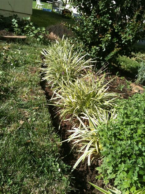 Variegated Monkey Grass As Borders