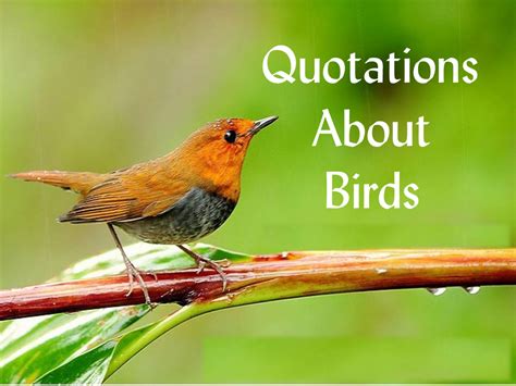 Beautiful Bird Quotes - ShortQuotes.cc