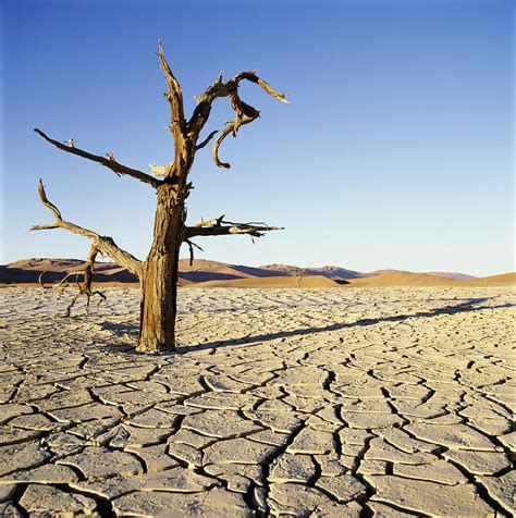 Dead Tree In Cracked Earth In Desert Photograph by Axiom Photographic