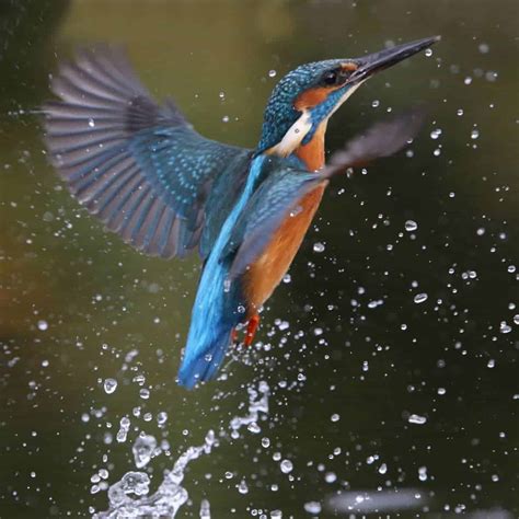 All about the Kingfisher - GardenBird