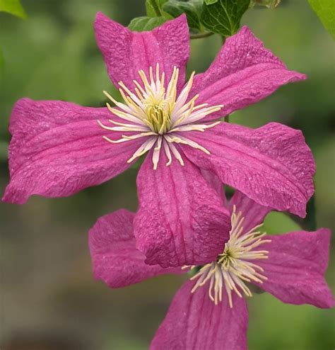 Clematis Remembrance | Brushwood Nursery, Clematis Specialists