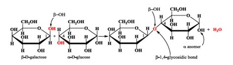 MEGGLE Excipients & Technology | Glimpse into the world of lactose