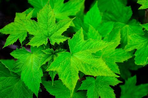 Free stock images with the color Green (#00ff00) · Pexels