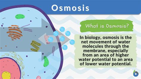 Osmosis Diagram Explanation