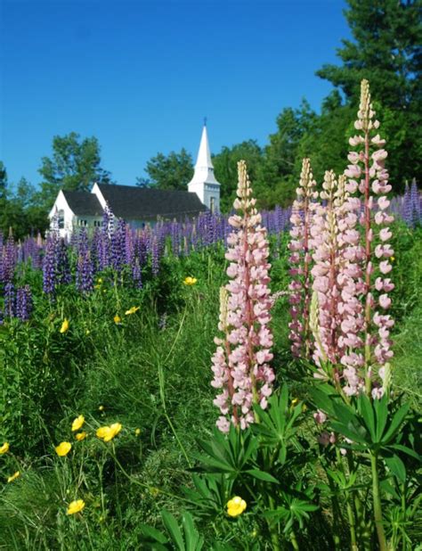 Annual Celebration of Lupines – 2019 Celebrating the blooming of Lupine ...