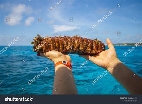 Marine Worms: Over 5,503 Royalty-Free Licensable Stock Photos ...