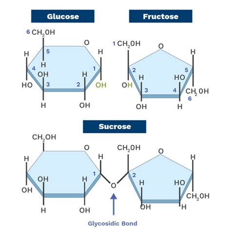 Glycosidic bonds - Labster