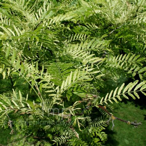 A Big Photo of Gleditsia Triacanthos, Leaf Close-up from FindMePlants