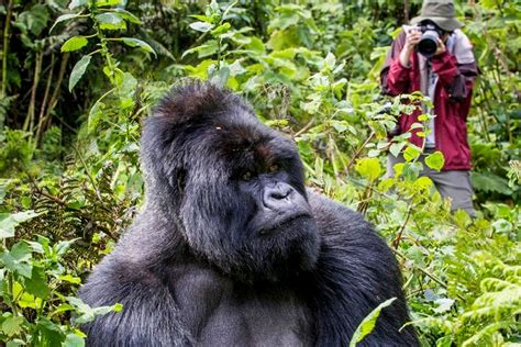 Gorilla trekking safari in 2023/2024 | Gorilla Trekking Safaris Tours