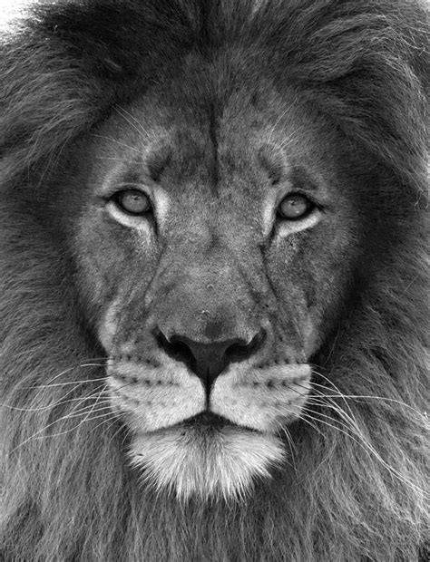 uncommon vision | Majestic Lion