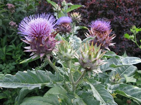 arborboy: Plant of the Week: Cynara cardunculus