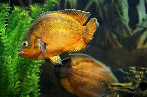 Oscar Fish Behavior And Intelligence (Everything You Need To Know)